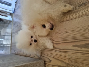 Vând pomeranian alb imaculat băiat  certificat de pedigree 