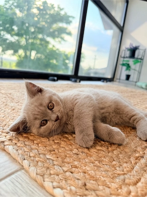 puiuti British Shorthair Lilac 