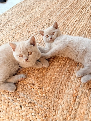 puiuti British Shorthair Lilac  - imagine 2