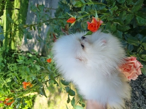 Vând pomeranian alb imaculat băiat  certificat de pedigree  - imagine 3