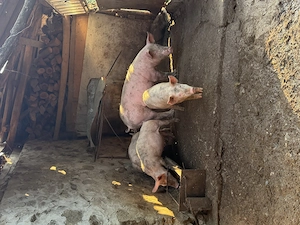 Purcei de vânzare ..