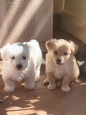 Vanc căței Bichon 
