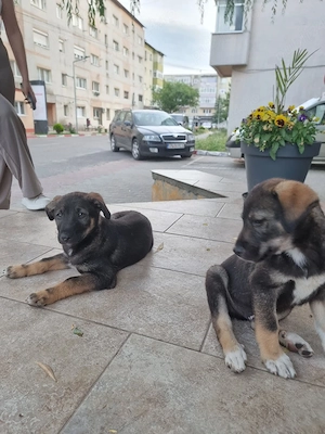 Adopție pui de cățel - imagine 4