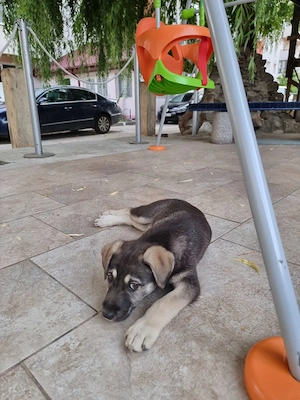 Adopție pui de cățel - imagine 2