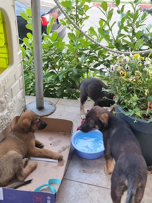 Adopție pui de cățel - imagine 3