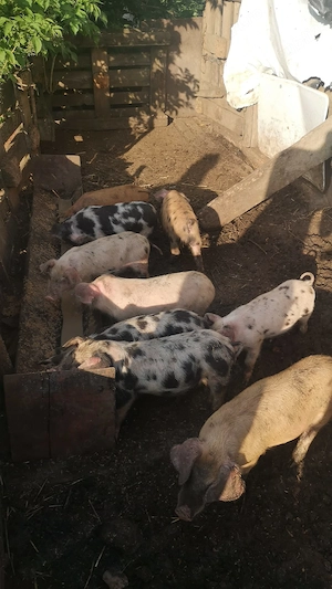 Purcei de vanzare