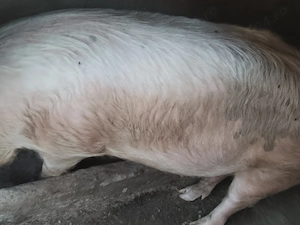 Vând porc de tăiat,120-130 de kg,mai multe detalii la telefon 