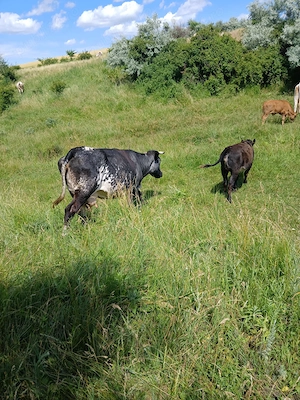 Vânzări animale. 