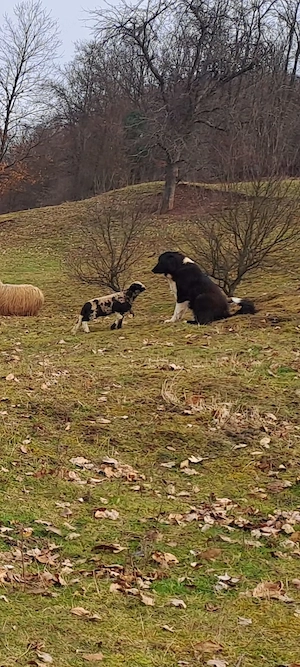 Catei ciobanesc de bucovina - imagine 4