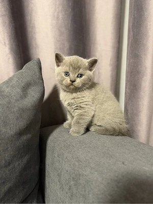 British shorthair blue colorpoint - imagine 5