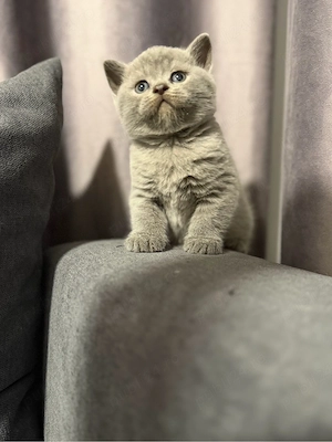 British shorthair blue colorpoint - imagine 3
