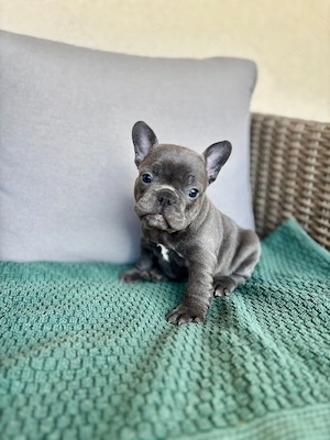 Bulldog francez de vanzare