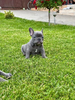 Bulldog francez de vanzare - imagine 2