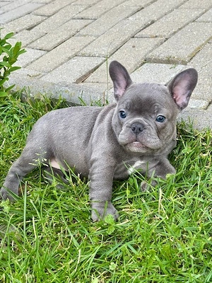 Bulldog francez de vanzare - imagine 3