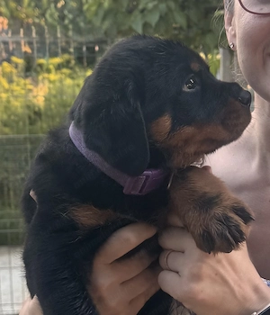 Vând pui rottwailer în vârstă de 2 luni  - imagine 2
