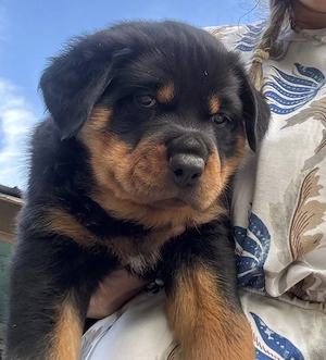 Vând pui rottwailer în vârstă de 2 luni  - imagine 3