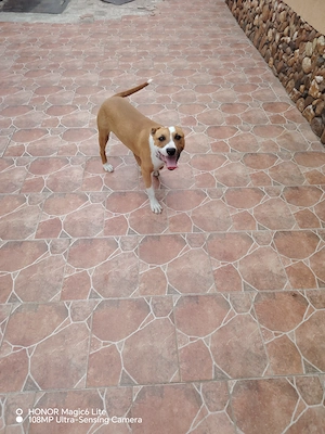 Vând cățelușa Amstaff  - imagine 3