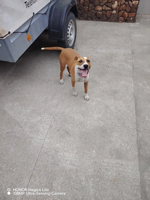 Vând cățelușa Amstaff  - imagine 2