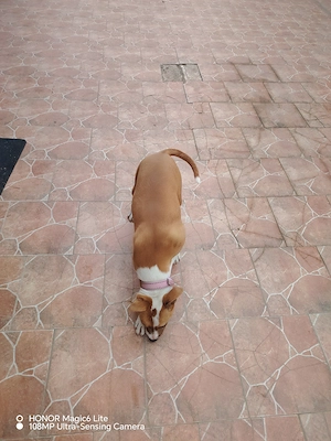 Vând cățelușa Amstaff  - imagine 4