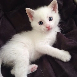 ragdoll puiut 