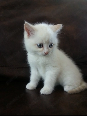 ragdoll puiut 