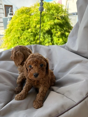 Pudel Toy fetite si baieti!!