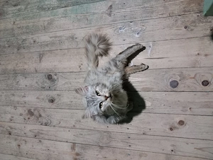 Donez pisică Maine Coon