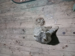 Donez pisică Maine Coon - imagine 2