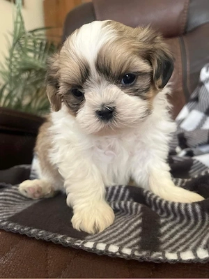 Shih Tzu Mini Toy - imagine 2