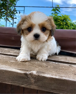 shih tzu mini toy - imagine 3