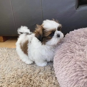 shih tzu mini toy - imagine 2
