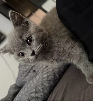 British shorthair - imagine 2