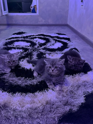 British shorthair  - imagine 3