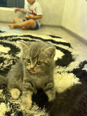 British shorthair  - imagine 2