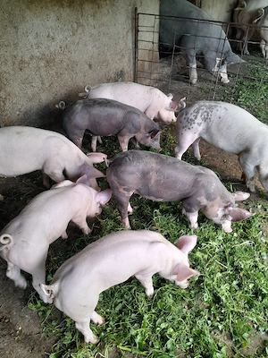 purcei de vânzare 