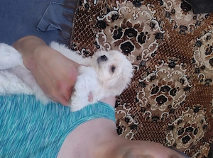 Vând catelu bichon maltez