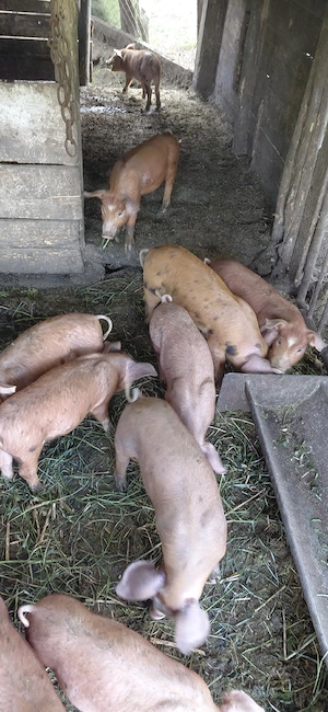 Vând 11 purcei toți  cu 2450 ron sau bucata cu  245 ron nr telf   - imagine 2