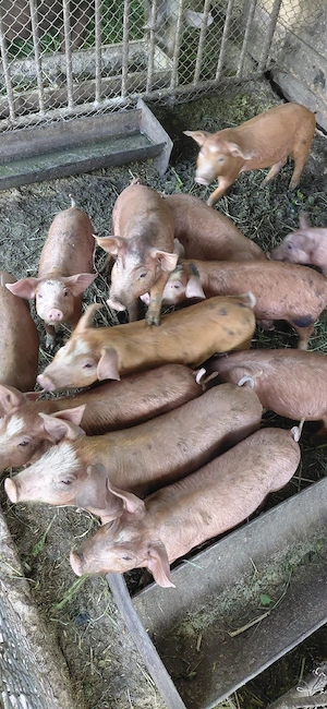 Vând 11 purcei toți  cu 2450 ron sau bucata cu  245 ron nr telf   - imagine 5