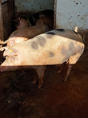 Vând Porc gras .100-140 kg  - imagine 3