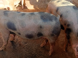 Vând Porc gras .100-140 kg  - imagine 2