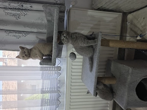  Vând Urgent ,British shorthair rasă pură! - imagine 4