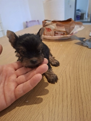 Yorkshire terrier toy - imagine 4