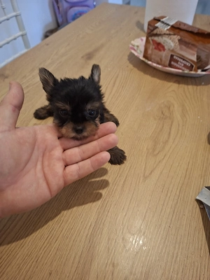 Yorkshire terrier toy - imagine 3