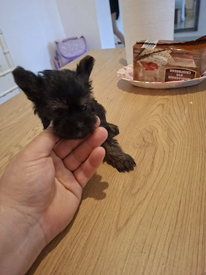 Yorkshire terrier toy - imagine 5