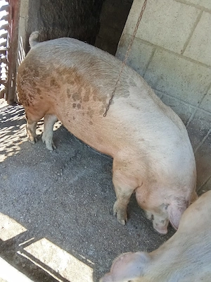 Se vinde și carcasă dacă Este nevoie!
