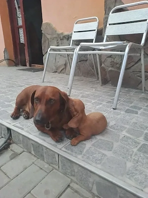 Teckel pui