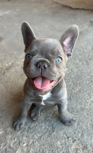buldog  francez 