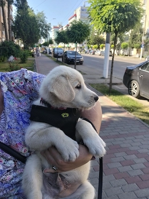 Vând pui Golden Retriever, aproape 3 luni - imagine 5