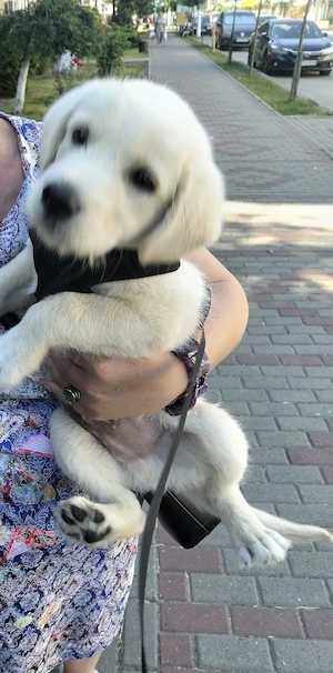 Vând pui Golden Retriever, aproape 3 luni - imagine 2