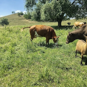 Vaci fatate cu vitei după ele - imagine 5